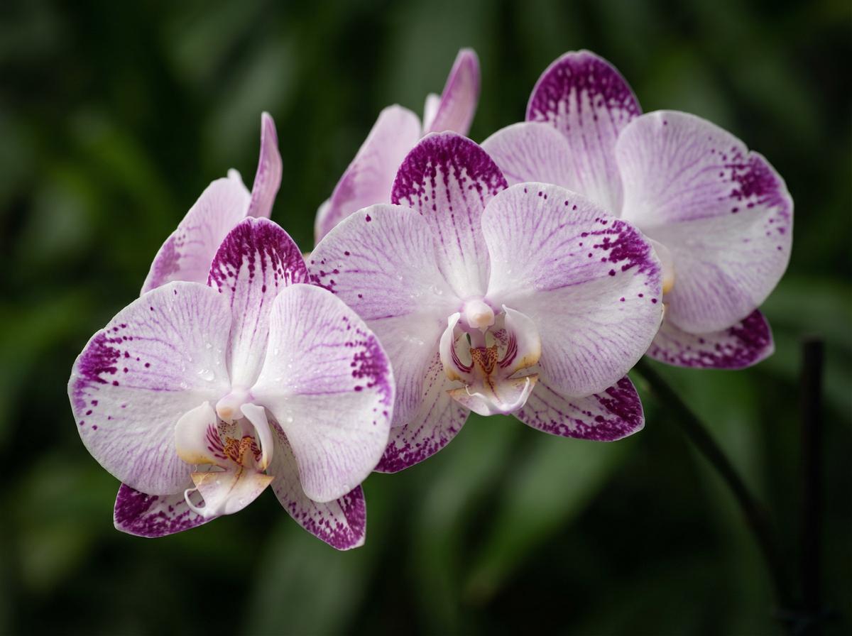 芒果视频兰花视频